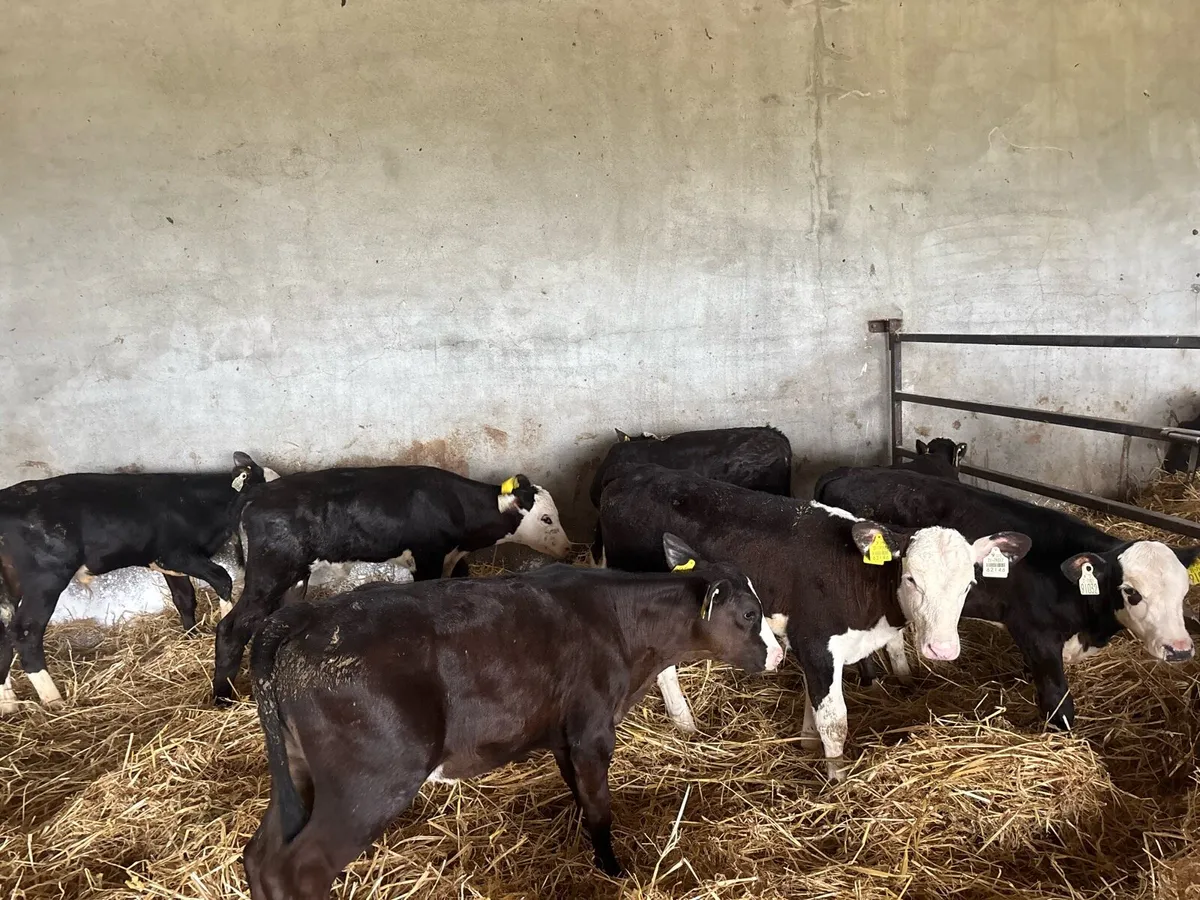 7 super reared Hereford heifers - Image 3