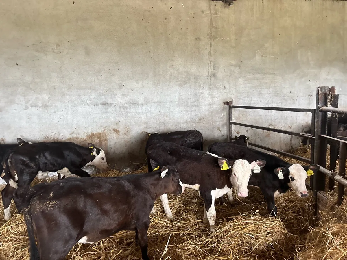 7 super reared Hereford heifers - Image 4