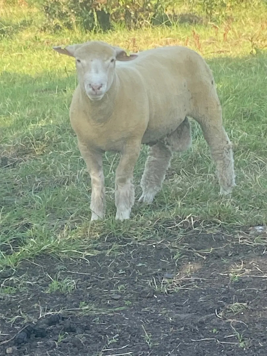 Dorset ram lamb - Image 1