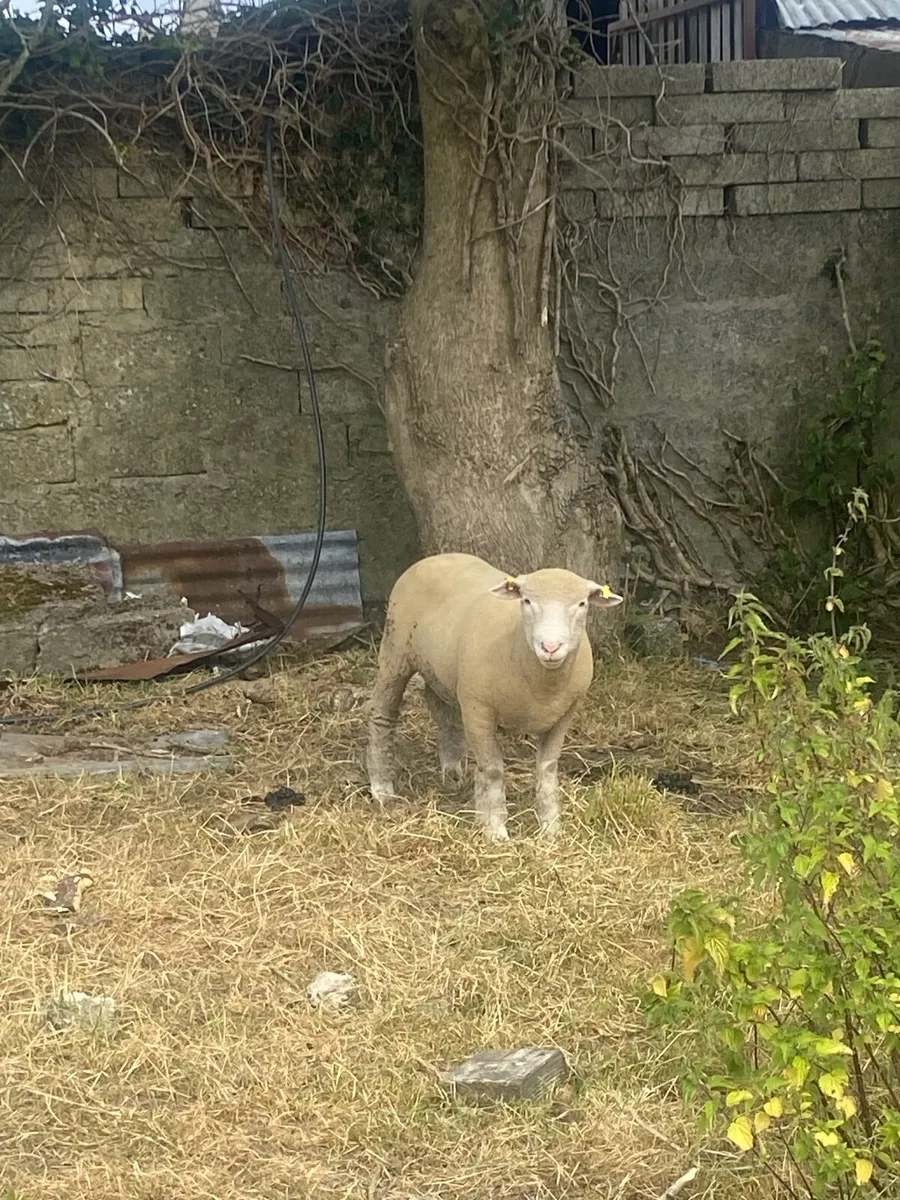 Dorset ram lamb - Image 2