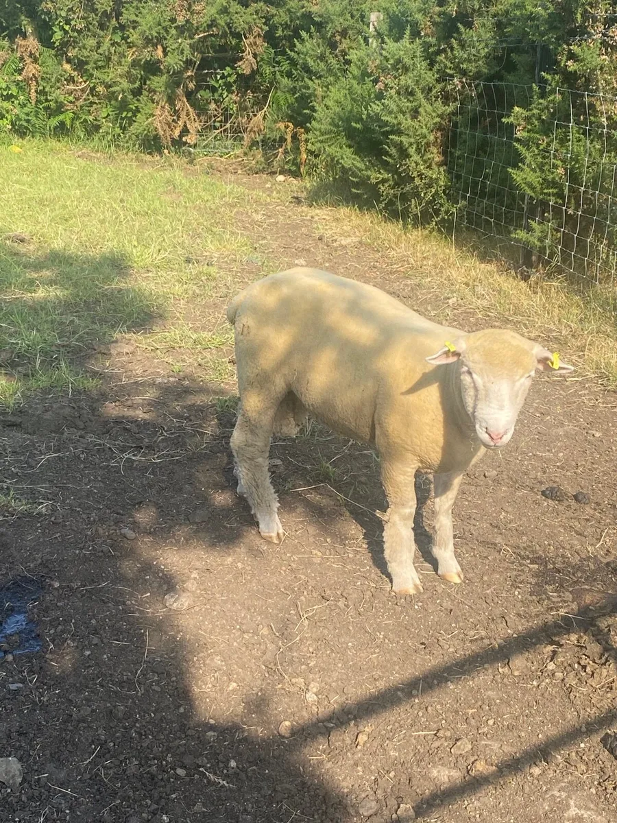 Dorset ram lamb - Image 4