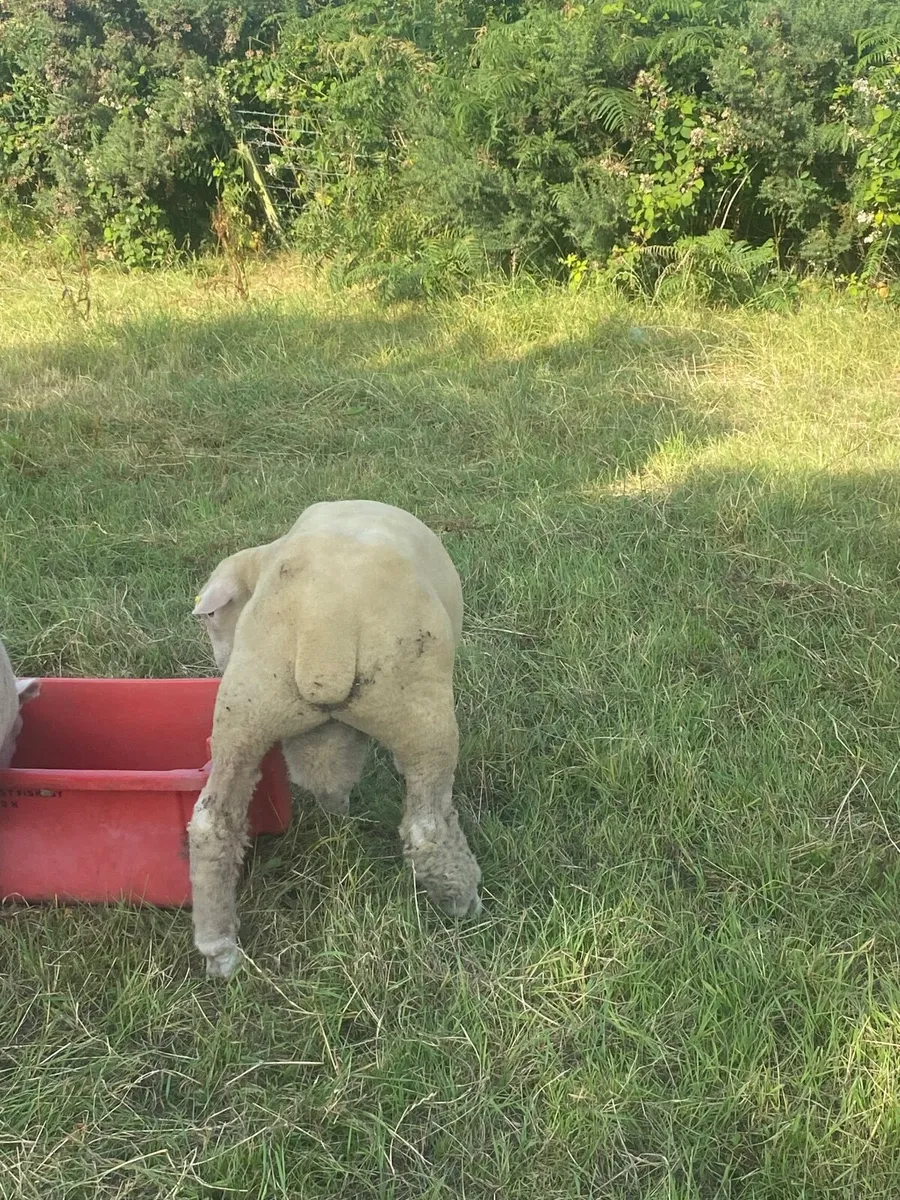 Dorset ram lamb - Image 3