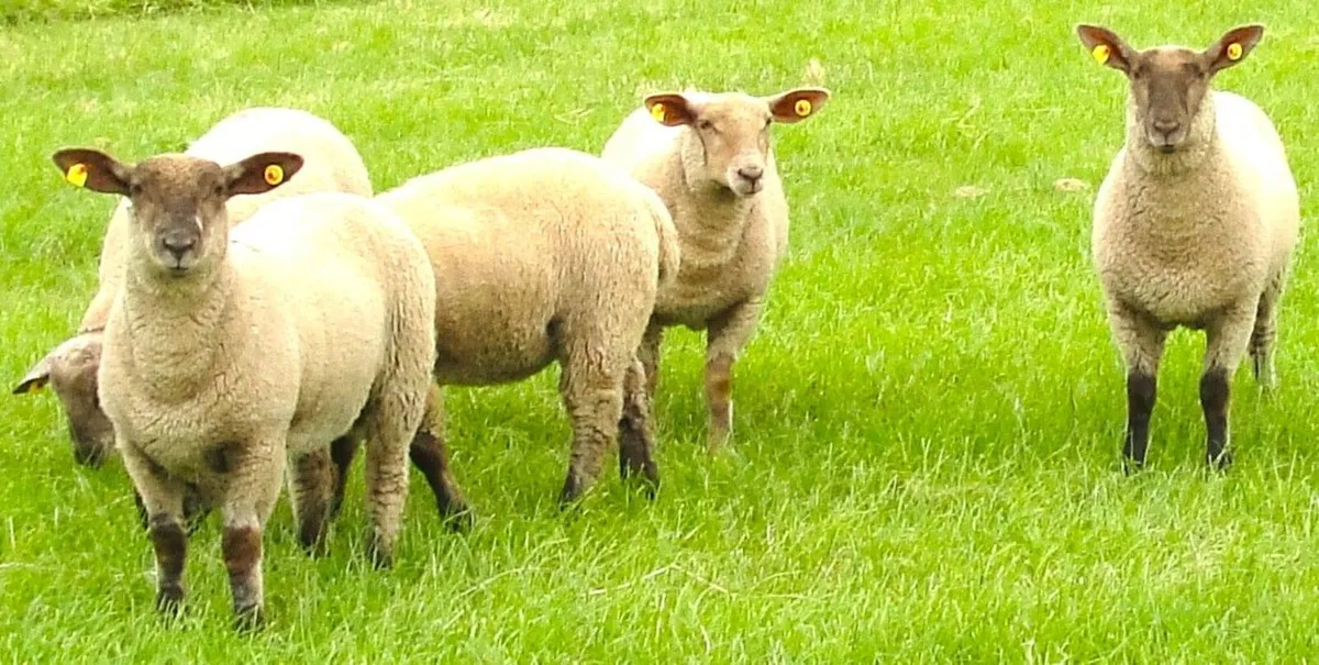 Suffolk Charollais  X  Ewe Lambs - Image 4