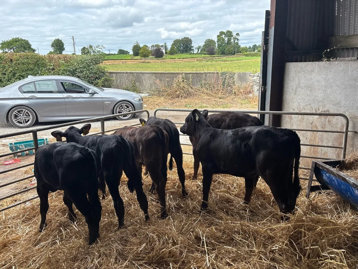 8 reared Angus heifers - Image 2