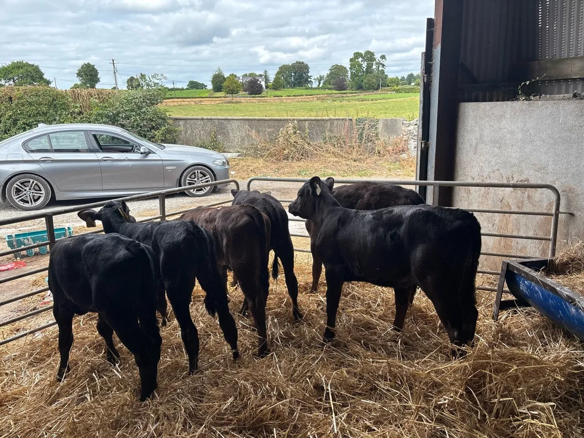8 reared Angus heifers - Image 3