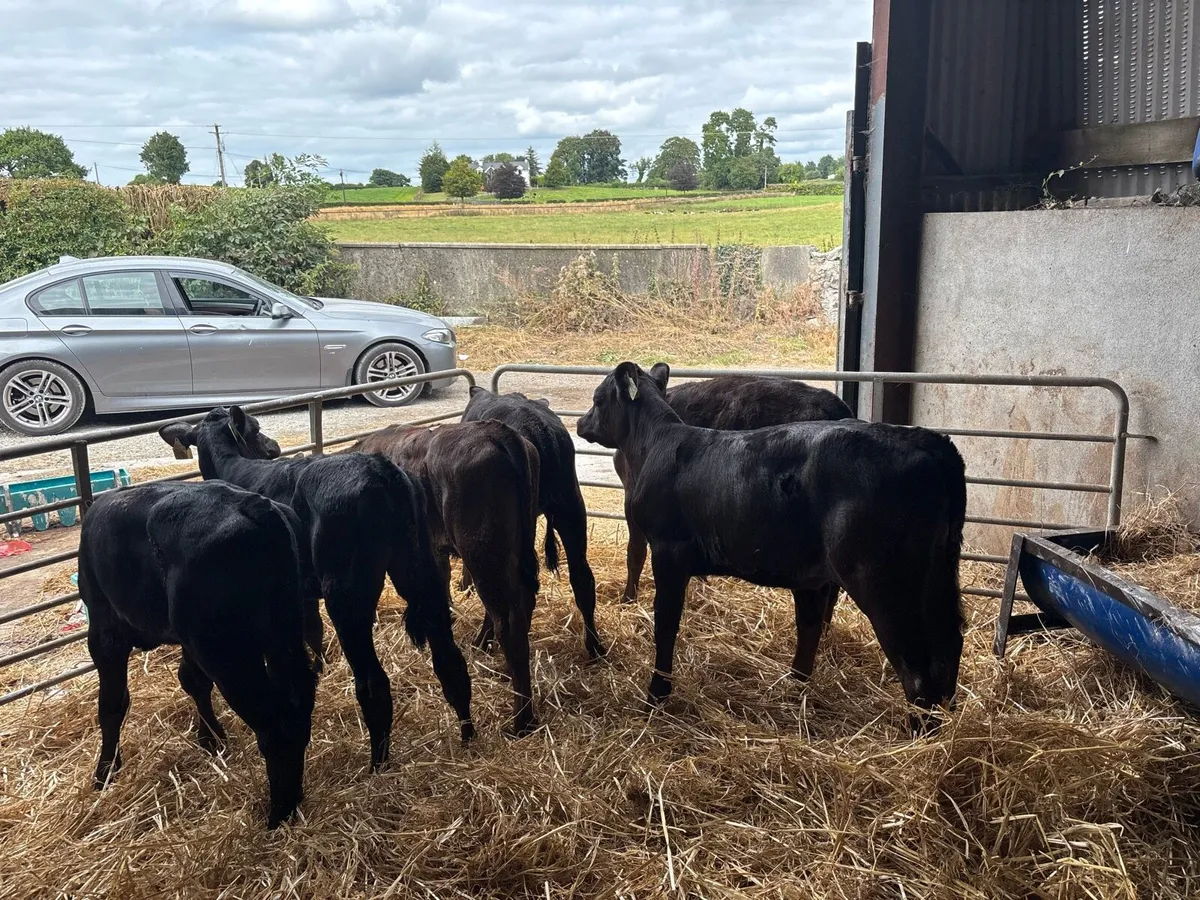 8 reared Angus heifers - Image 4