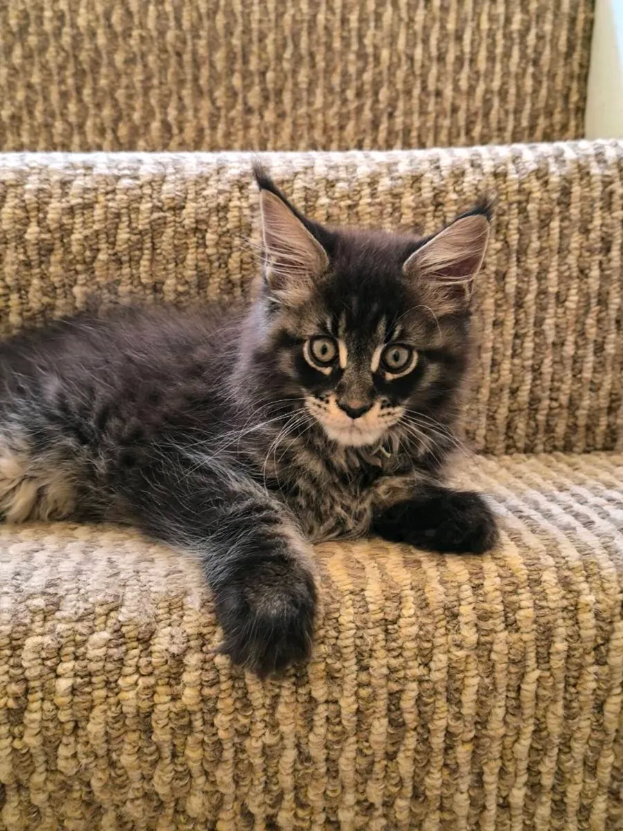 Kittens for sale - Image 1