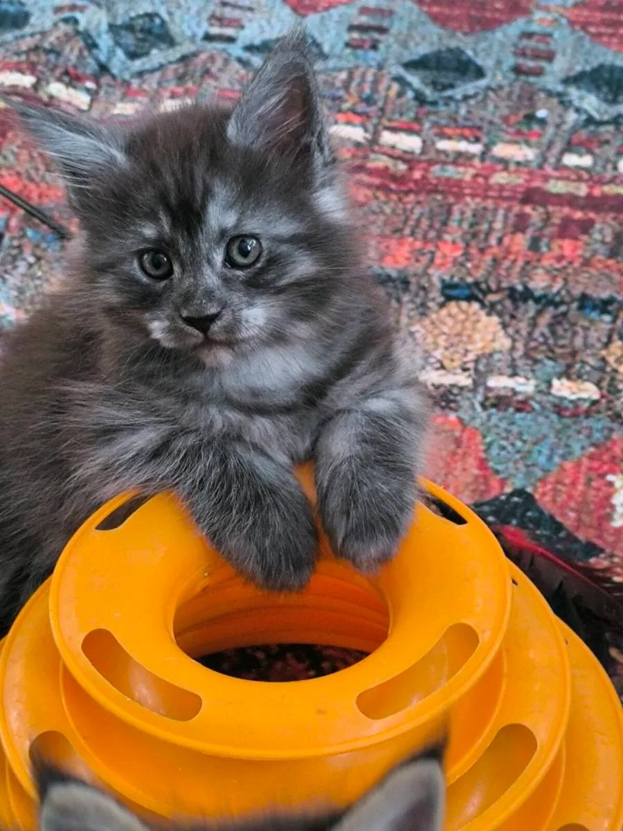 Kittens for sale - Image 2