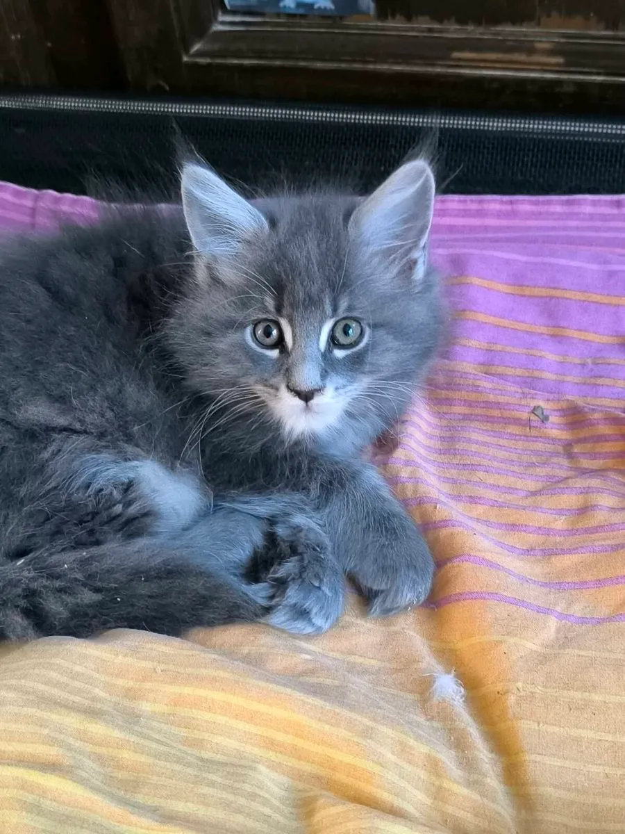 Kittens for sale - Image 3