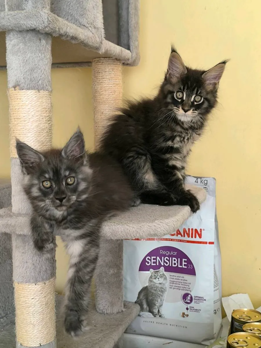 Kittens for sale - Image 4