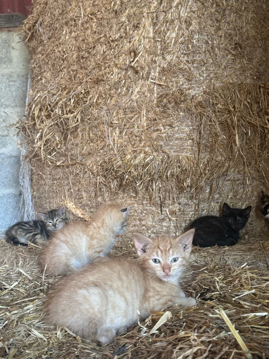 Beautiful friendly kittens and cats - Image 1