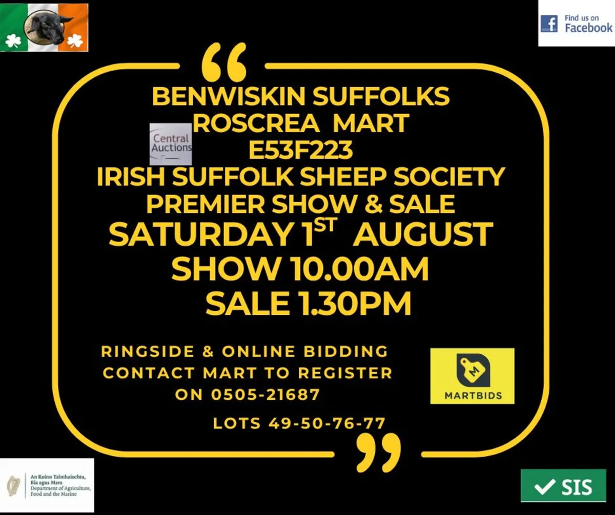 Registered Suffolk Ram Lambs - Image 2