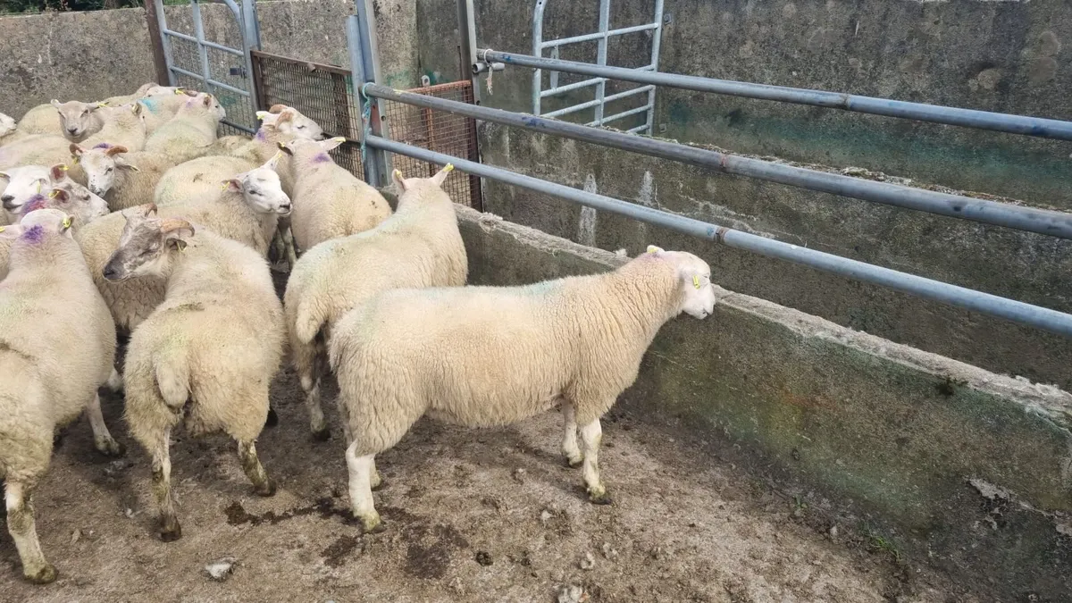 Ram lambs - Image 1