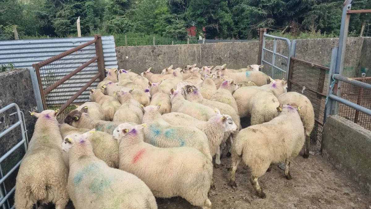 Ram lambs - Image 2