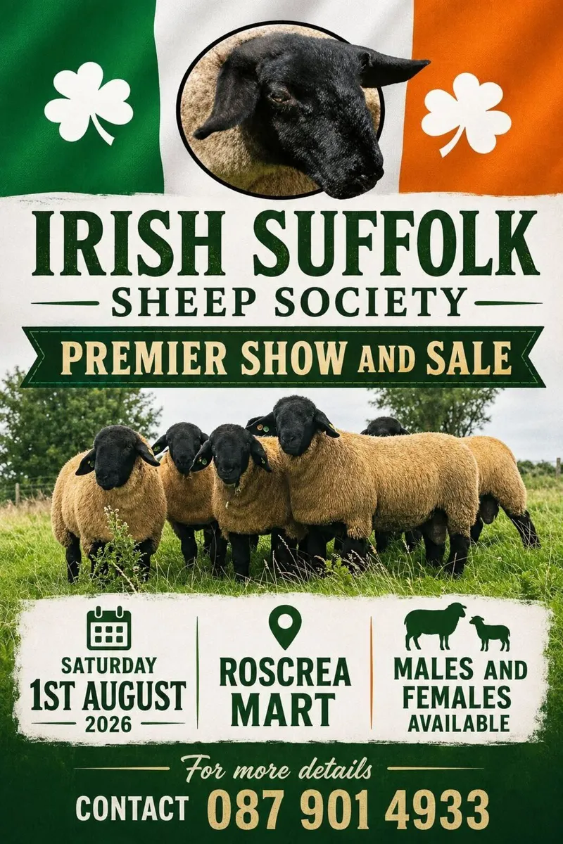 Registered Suffolk Ram Lambs - Image 1