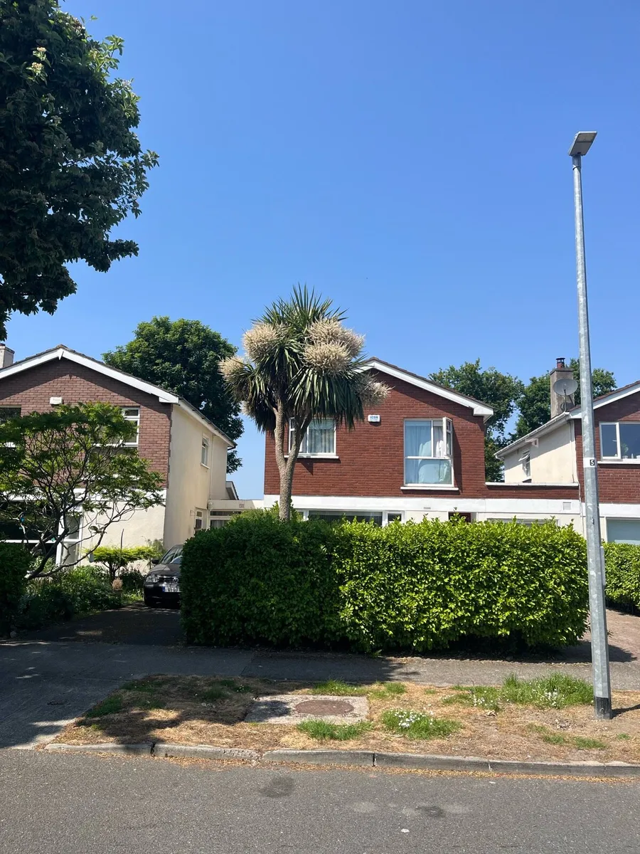 Palm tree - Image 2