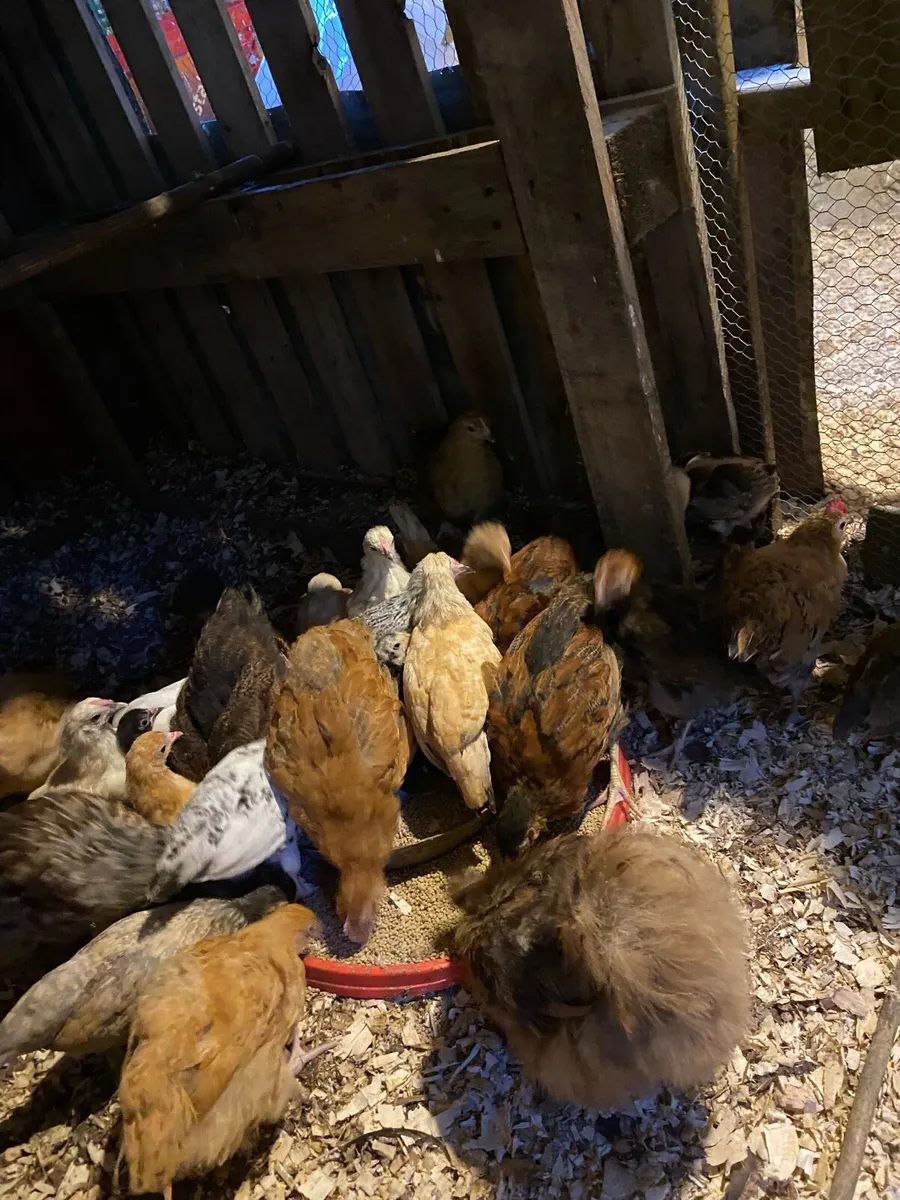 Hens and chickens - Image 1