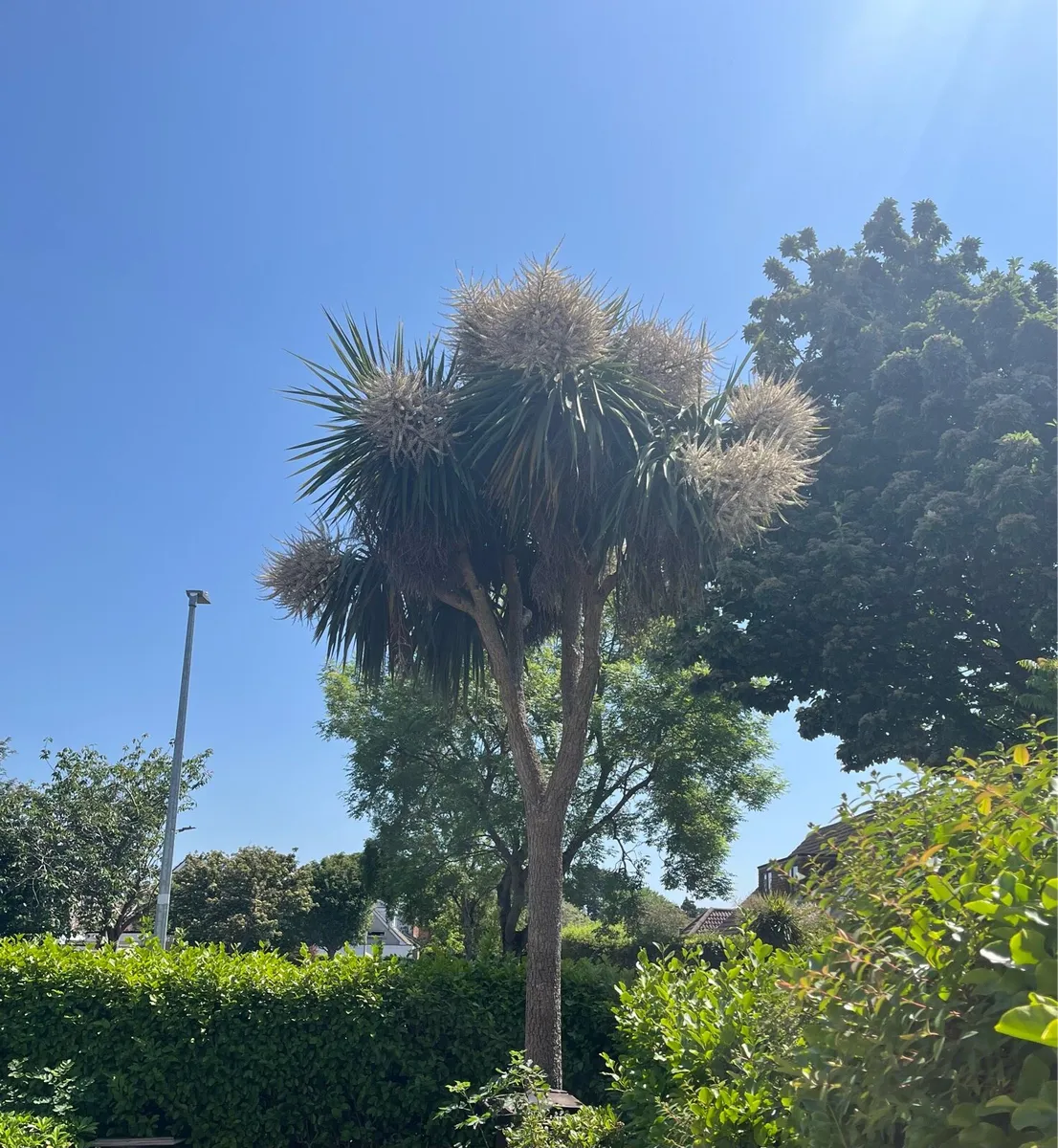 Palm tree - Image 4