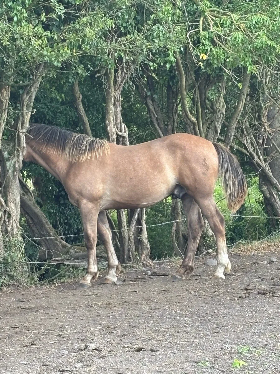 Irish Draught Yearling colt strong - Image 1