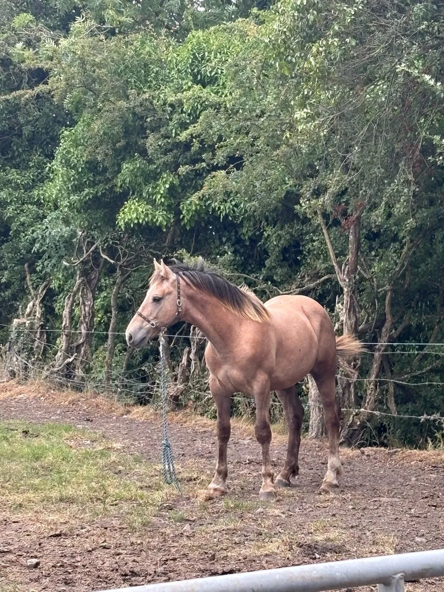 Irish Draught Yearling colt strong - Image 2