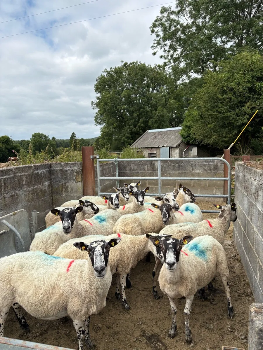 Breeding Ewes - Image 1