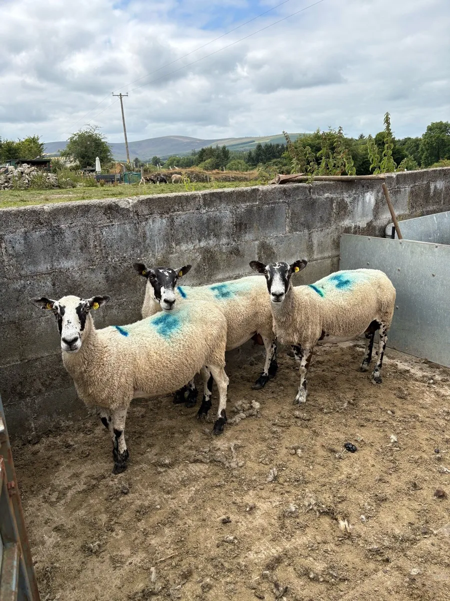 Breeding Ewes - Image 2