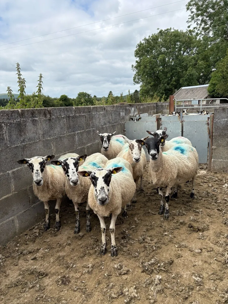 Breeding Ewes - Image 3