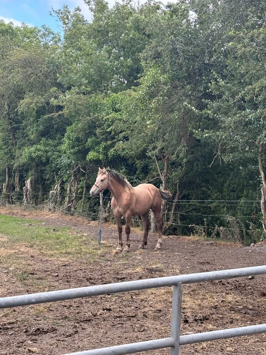 Irish Draught Yearling colt strong - Image 3
