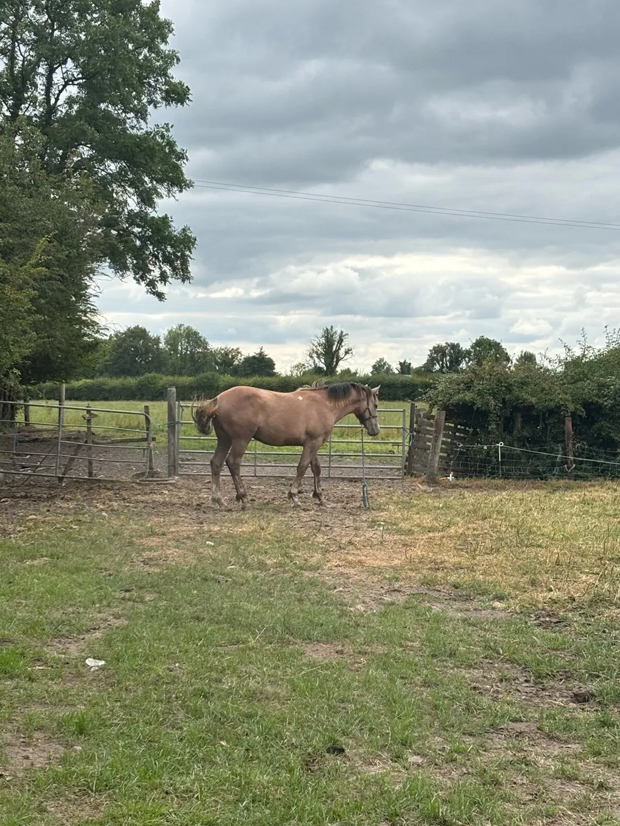 Irish Draught Yearling colt strong - Image 4