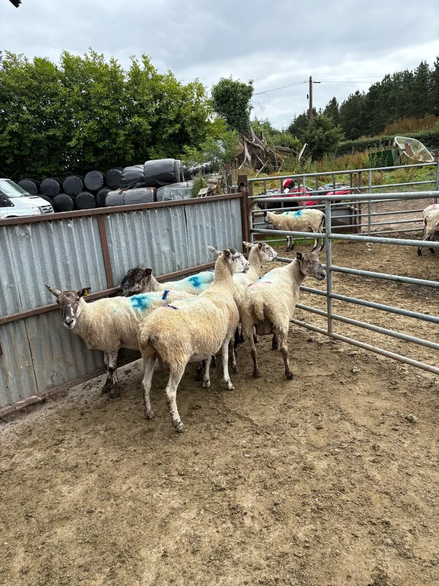 Breeding Ewes - Image 4