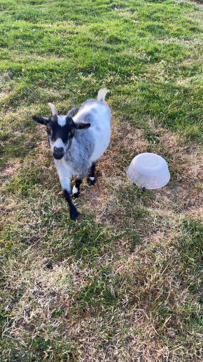 3 Pygmy goats for sale - Image 3