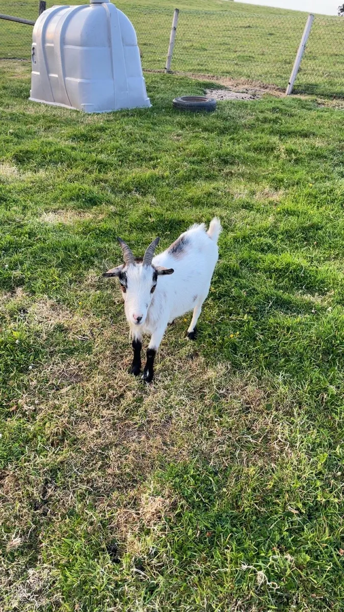 3 Pygmy goats for sale - Image 4