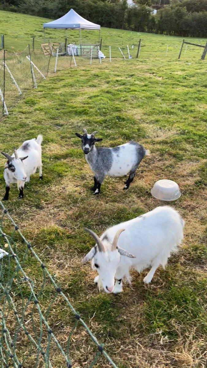 3 Pygmy goats for sale - Image 1