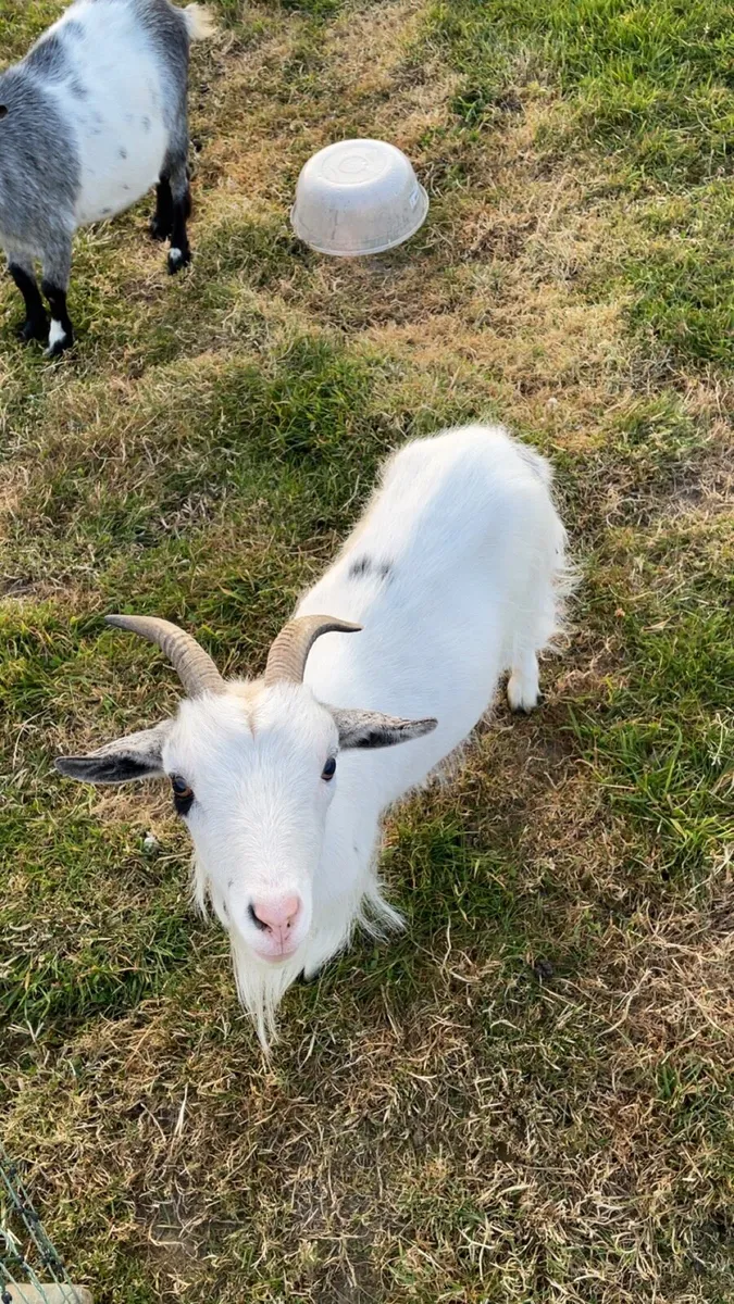 3 Pygmy goats for sale - Image 2