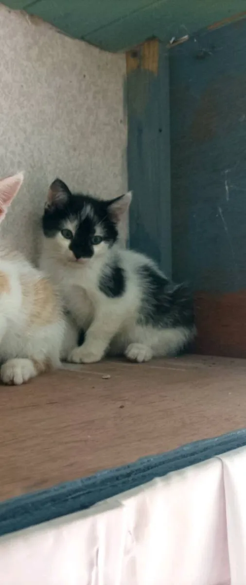 2 Gorgeous Kittens Black and Black and White - Image 4