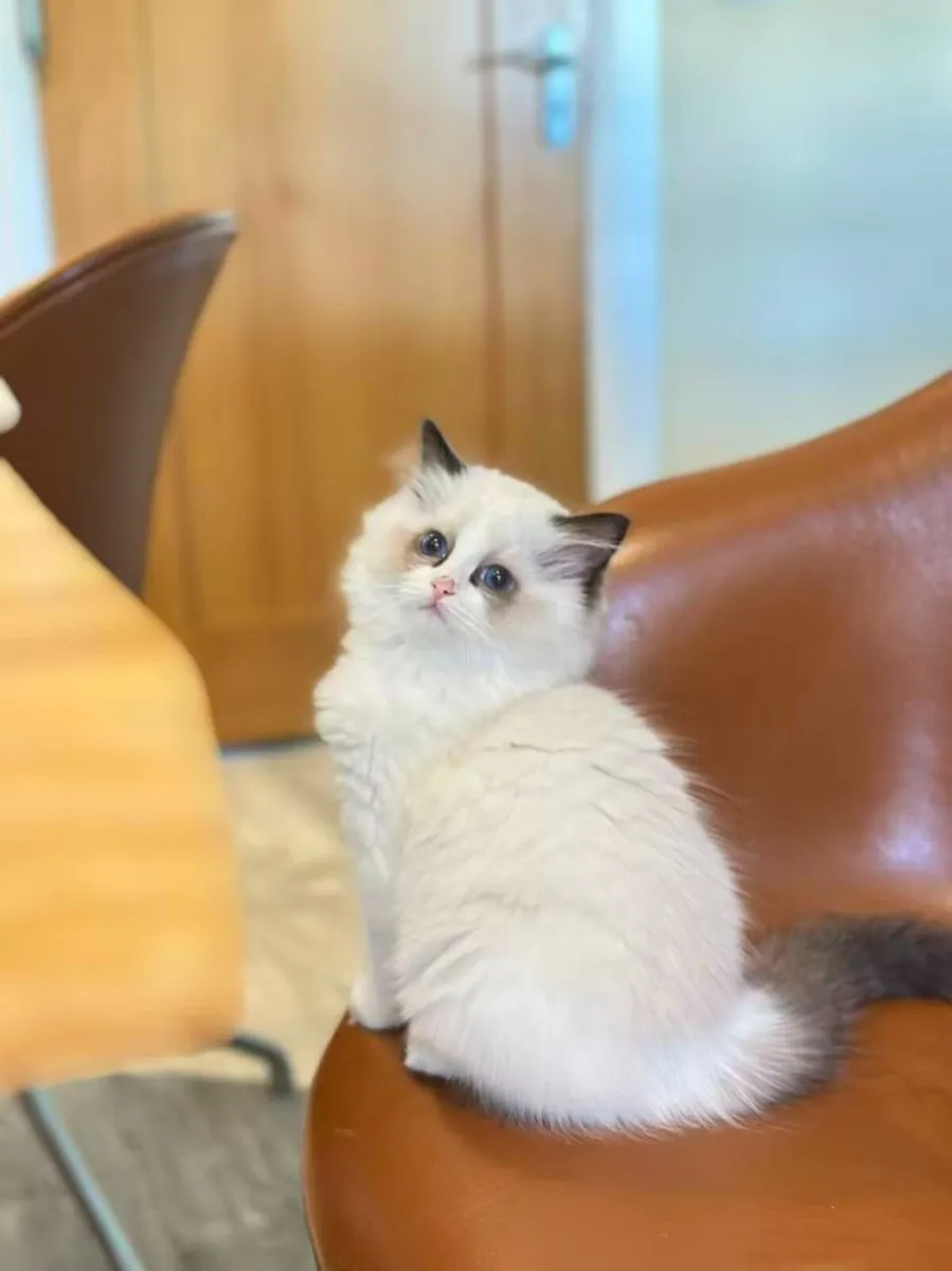 Ragdoll Kittens - Image 1