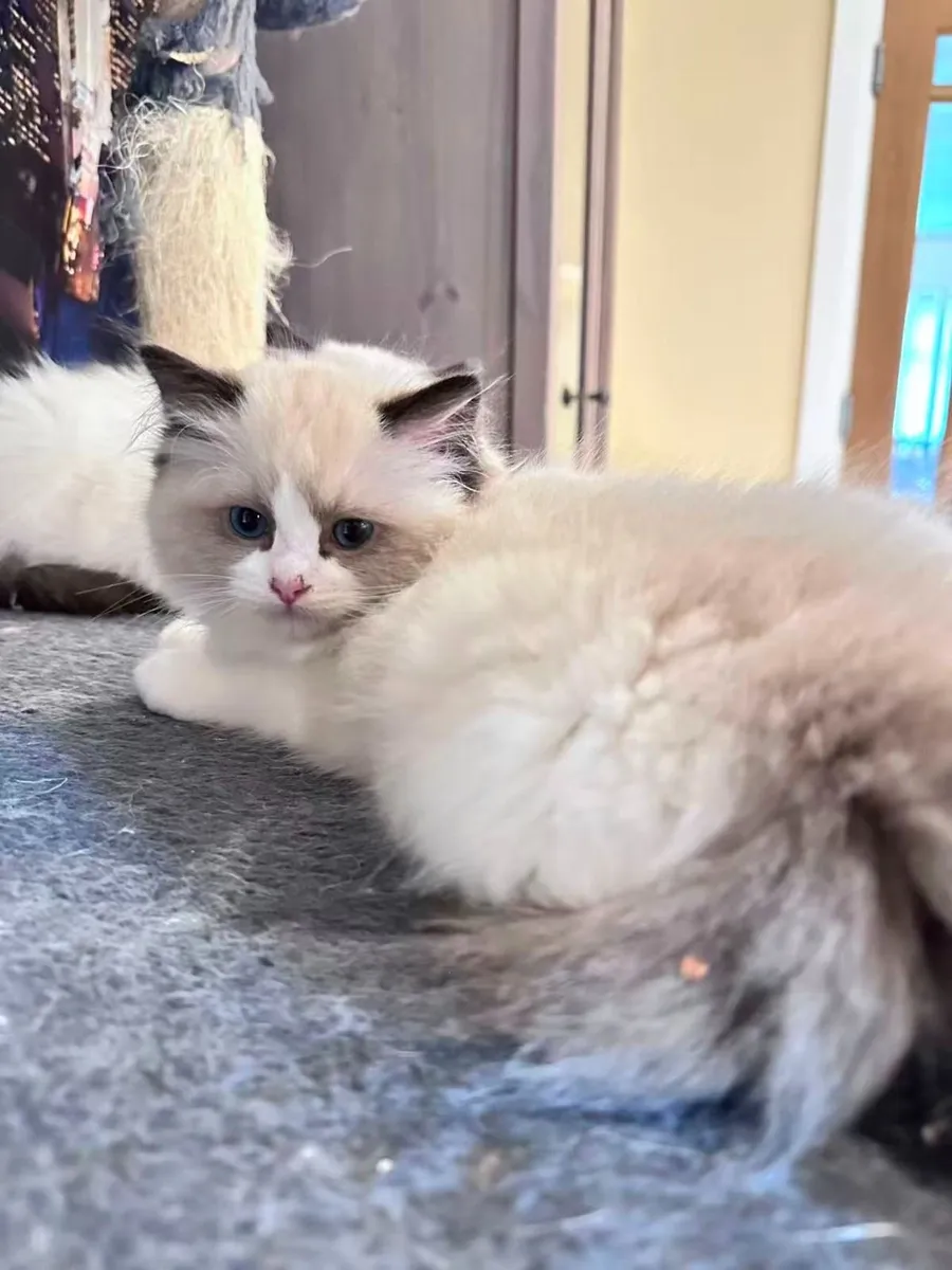 Ragdoll Kittens - Image 2