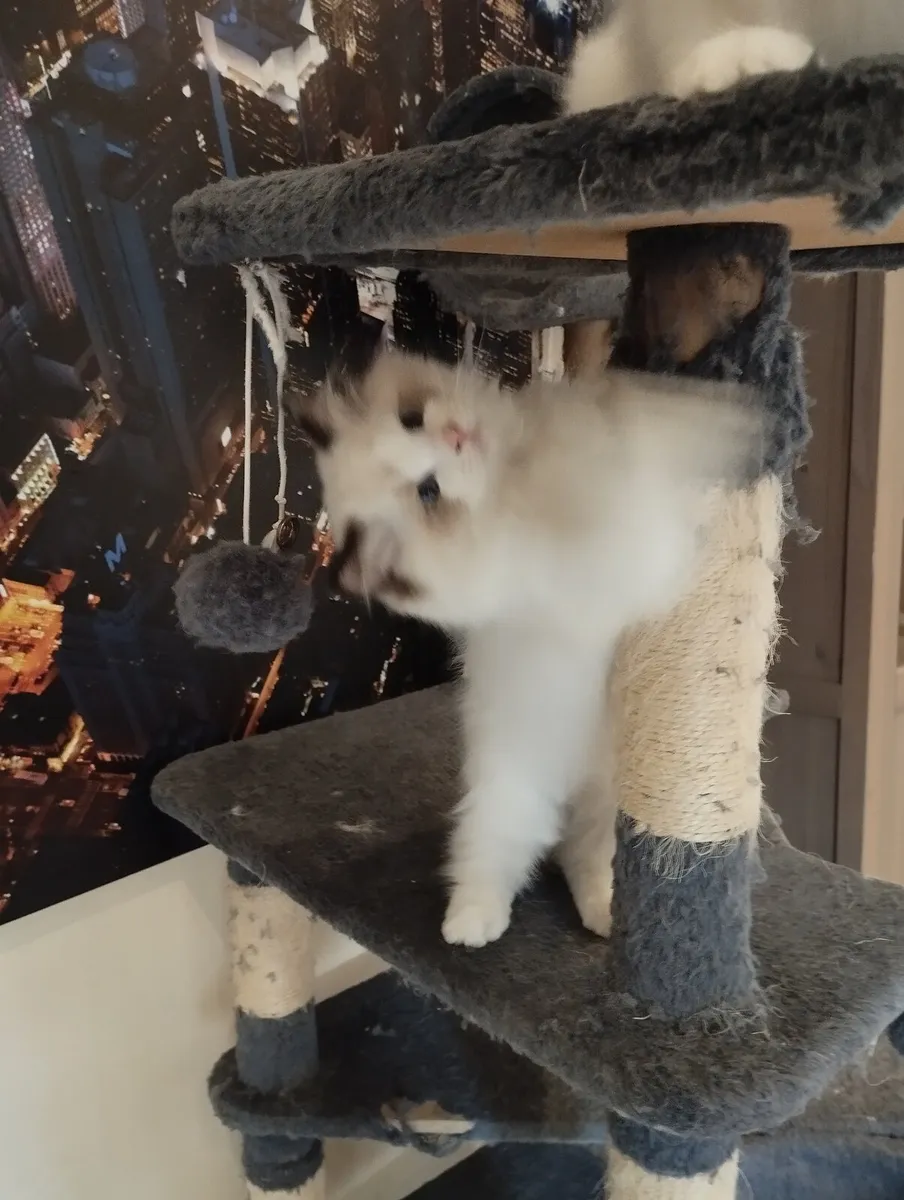 Ragdoll Kittens - Image 3