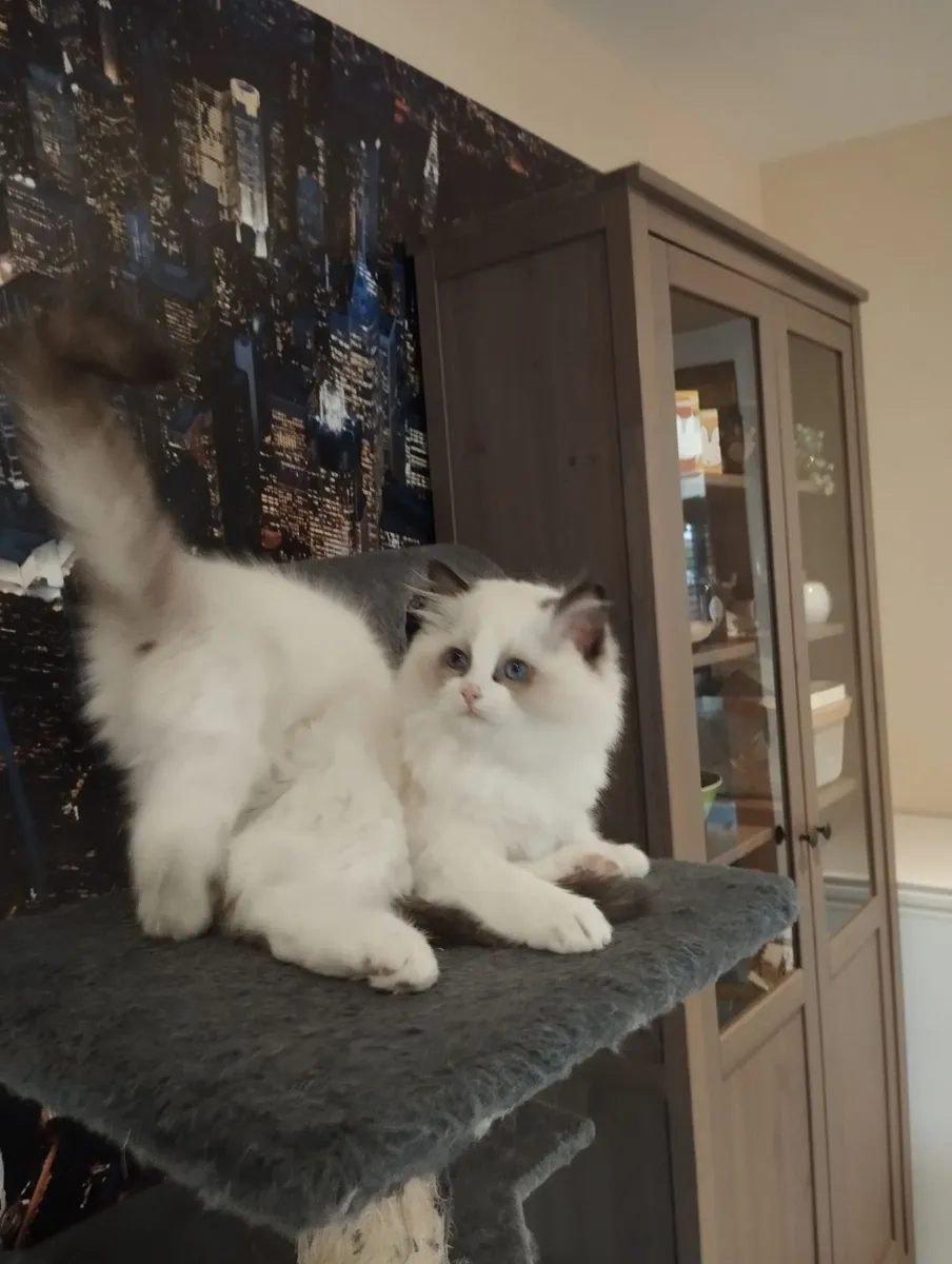 Ragdoll Kittens - Image 4