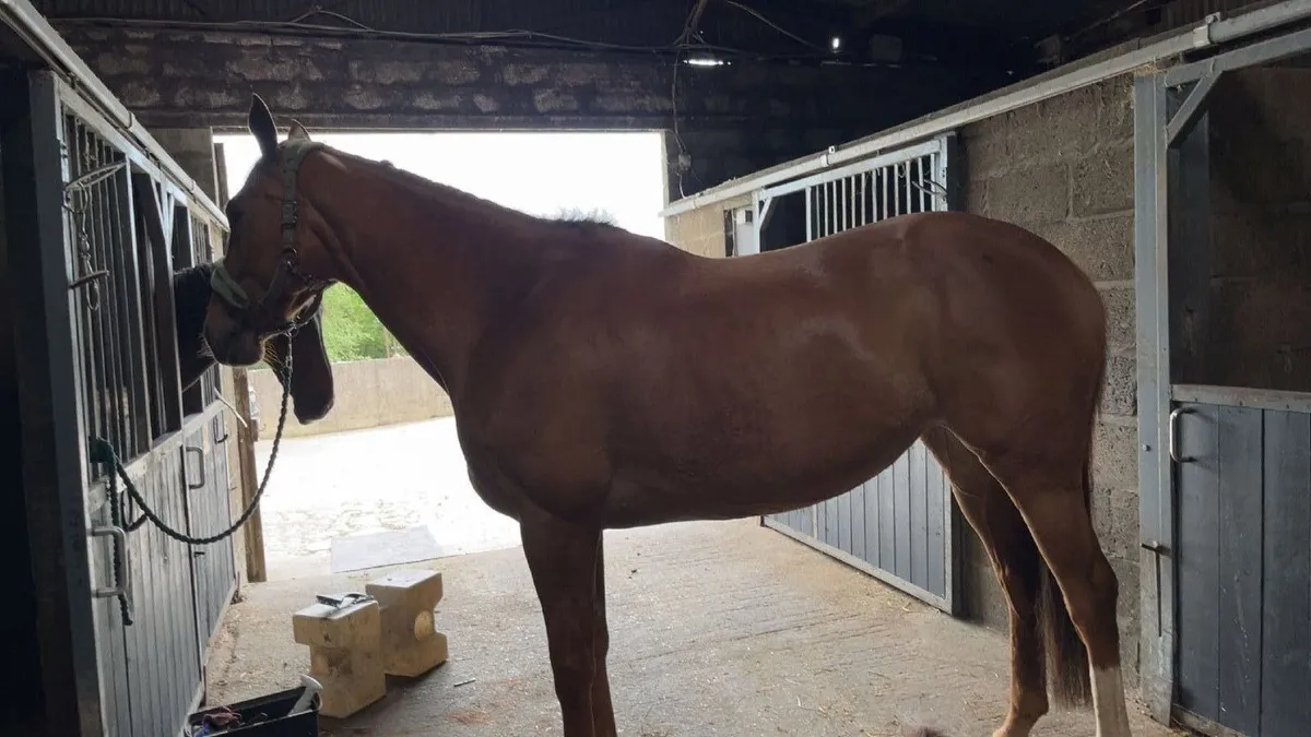 Family Pet/ Second Horse Type, Done Everything! - Image 2