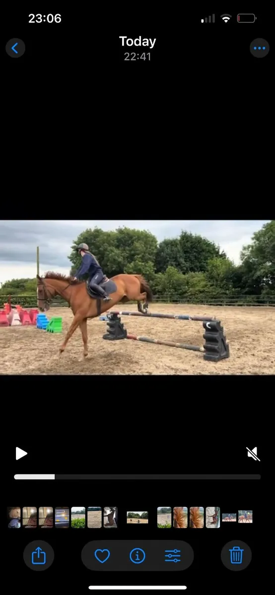 Family Pet/ Second Horse Type, Done Everything! - Image 3