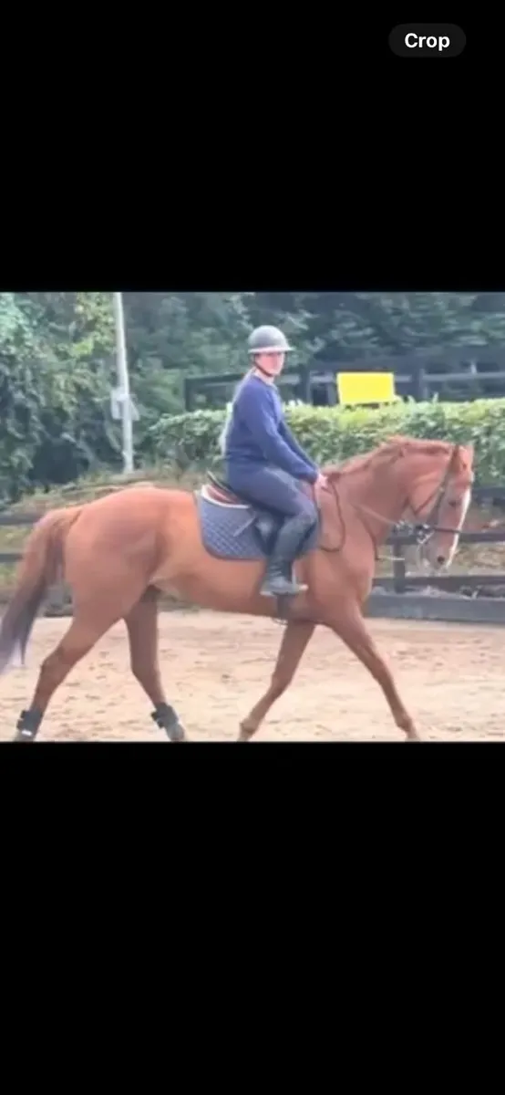 Family Pet/ Second Horse Type, Done Everything! - Image 1