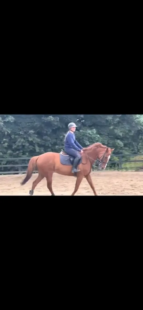Family Pet/ Second Horse Type, Done Everything! - Image 4