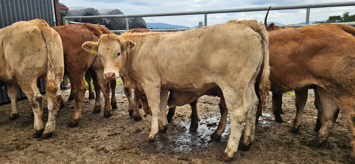 10 Smashing Charolais and Limousin Heifers. - Image 2