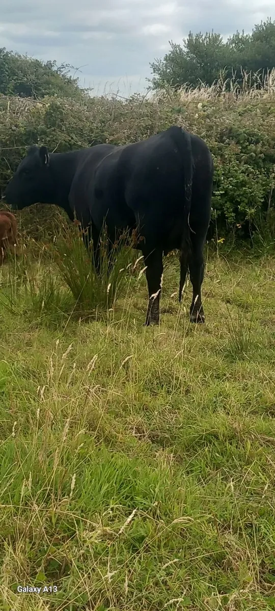 Calved Heifer& Yearling Heifer - Image 2