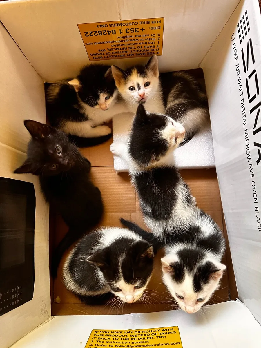 Kitten - Image 2