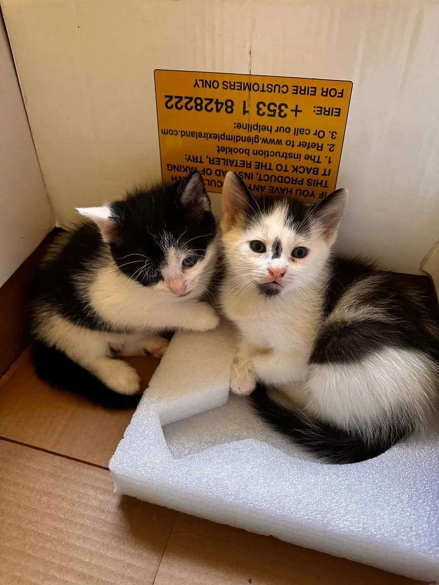 Kitten - Image 1