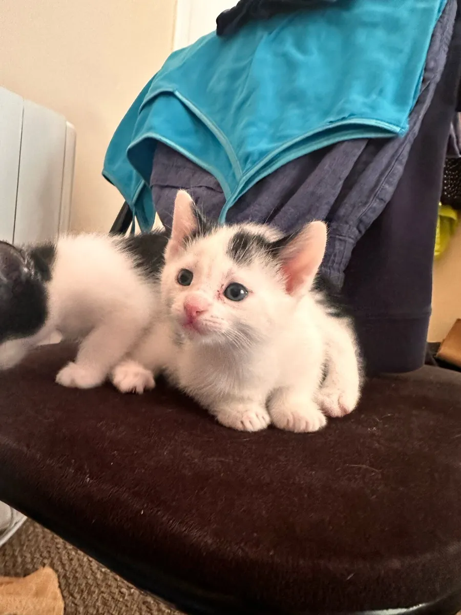 Kitten - Image 3
