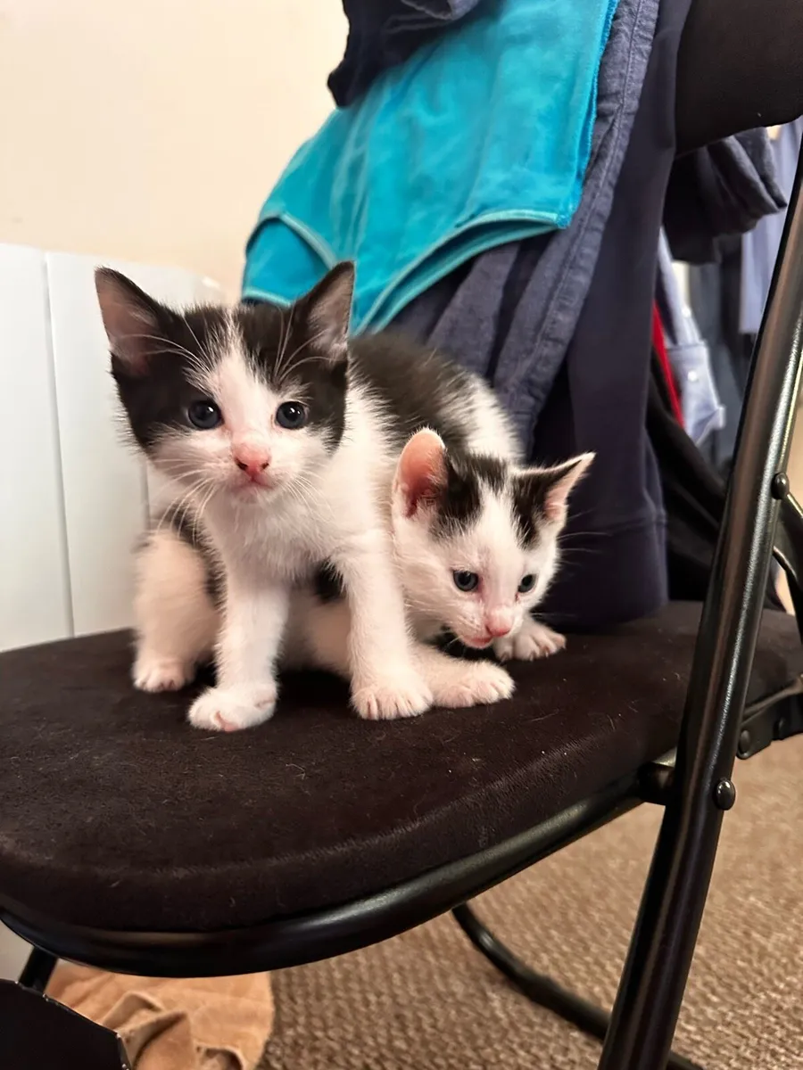 Kitten - Image 4