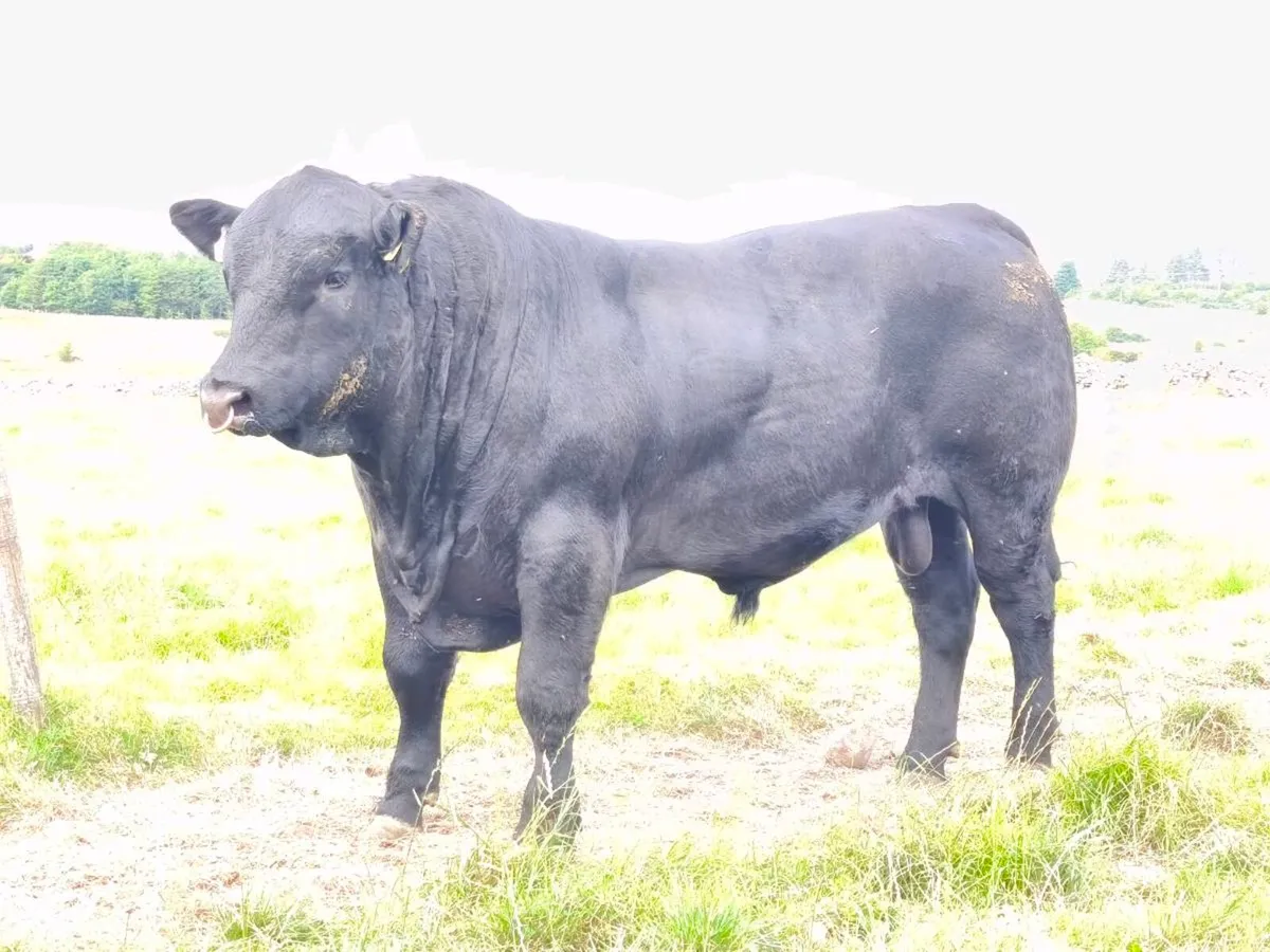 Angus bulls - Image 1